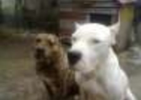 Dog Argentinian,catea ..4 luni