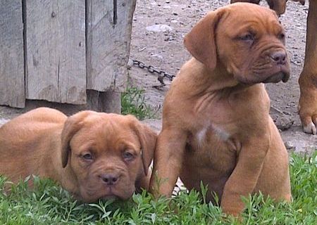 dog de bordeaux