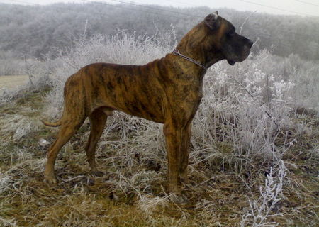 Dog german pentru monta