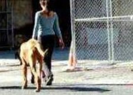 Dog sitter/walker