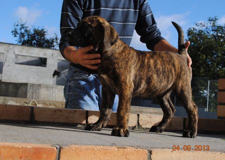 Dogo Canario