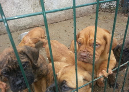 Dogue de Bordeaux si Mastiff