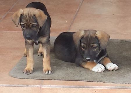 Donez 2 pui metis pekinez