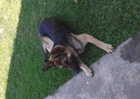 Donez cate lup are un an și opt luni