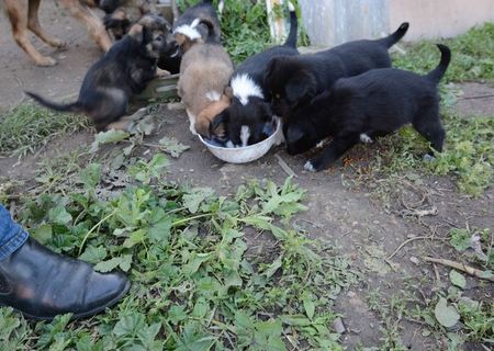 Donez catei pentru adoptie Donez catei pentru adoptie
