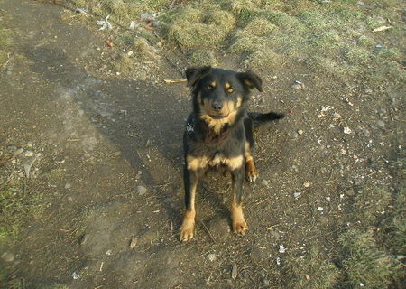 Donez catelusa Metis de Rottweiler