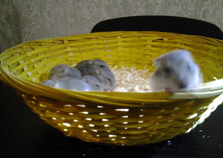 Donez hamsteri pitici siberieni