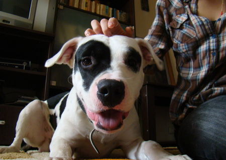 Donez mascul amstaff 1 ani si jumatate