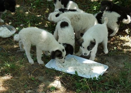 Donez metisi ciobanesti de bucovina