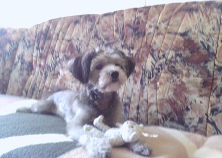 Donez Pechinez-Bichon