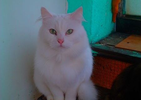 Donez pisica rasa angora turceasca alba cu ochii de culoarea ambrei