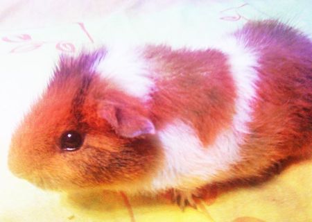 Donez Porcusor de Guineea