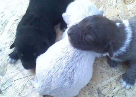 Donez pui catel+mama