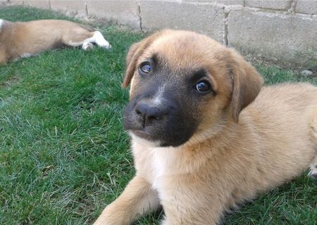 Donez pui catel! Salveaz-o pe Dolly!