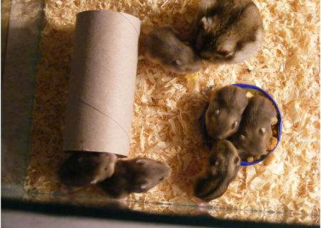 donez pui de hamster siberian