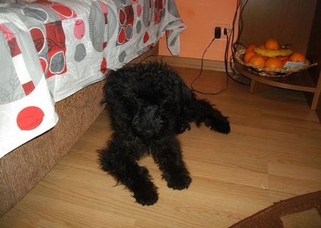 Donezpui caniche si mama de 1 an