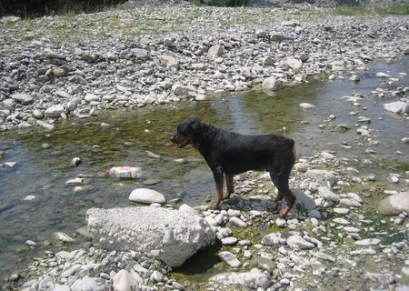 Dresaj CANIN