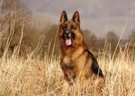 dresaj canin si plimbari caini oferta!!!