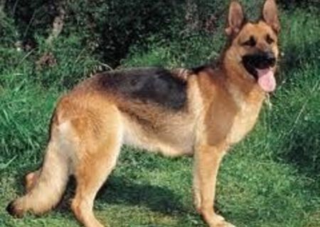 Dresaj Pitesti-dresaj canin Dresaj Pitesti-dresaj canin