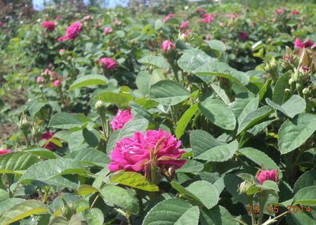 Dulceata de trandafiri