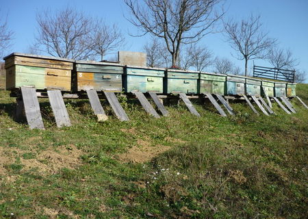Familii de albine (roi) Familii de albine (roi)