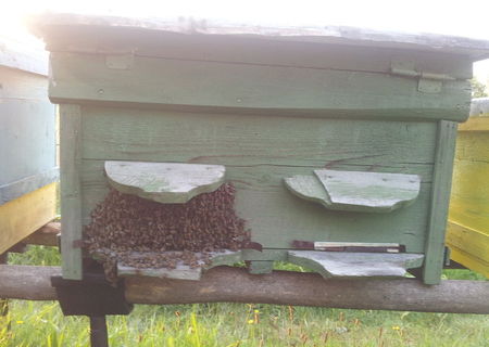 familii de albine , stupi foarte bine populati