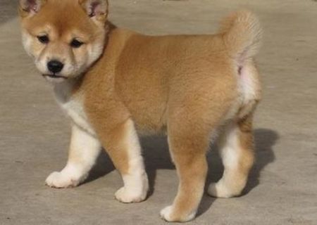 Fantani C.K.C Shiba Inu Pui disponibile pentru adoptare