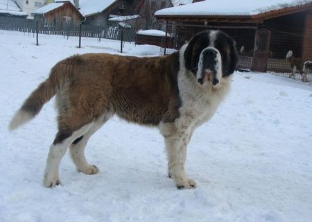 femela 2,7 ani rasa saint bernard