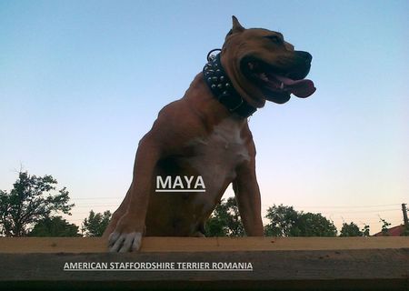 Femela amstaff Femela amstaff