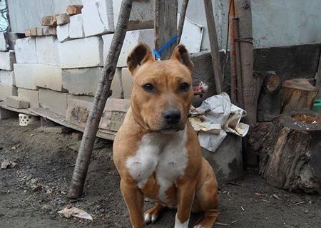 femela amstaff