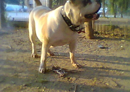 Femela buldog american