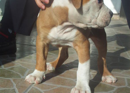 femela bulldog american