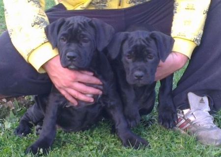 femela cane corso