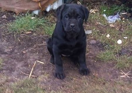 Femela cane corso