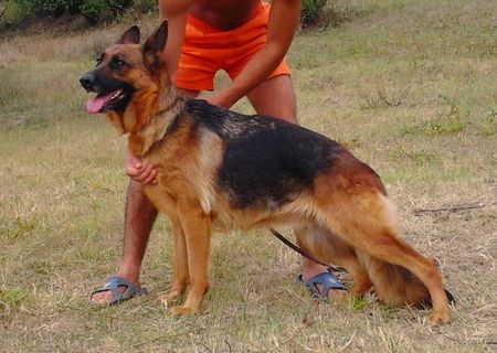 Femela ciobanesc german