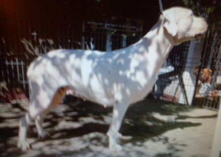 femela dog argentinian cu pedigree