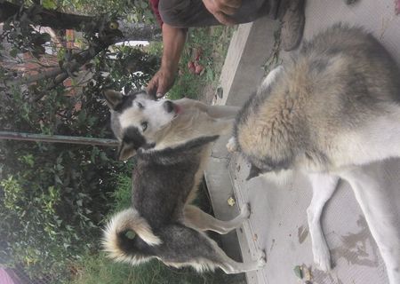 FEMELA HUSKY SYBERIAN FEMELA HUSKY SYBERIAN