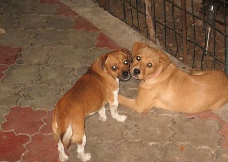 FEMELA LABRADOR 6 LUNI