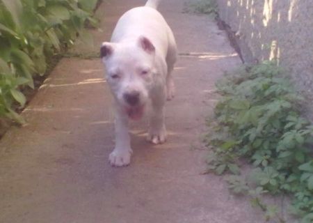 Femela superba de amstaff!