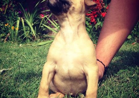 Fetite amstaff