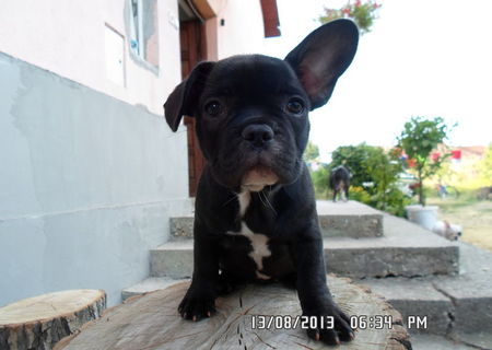 Fetite french bulldog