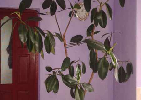 ficus de vanzare