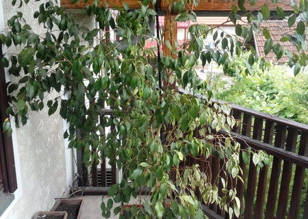Ficus Japonez