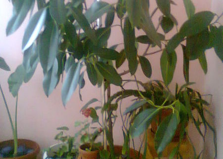 ficus mare ideal pentru localuri