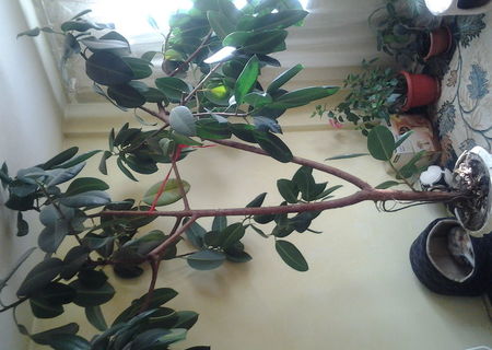 FICUS pt birou sau casa