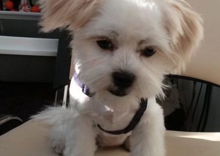 frizer canin/felin