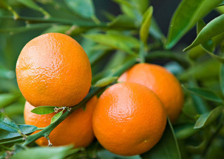 Fructe import Grecia Fructe import Grecia