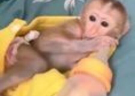 Frumoase și joviale maimuțe capucine pentru adopție