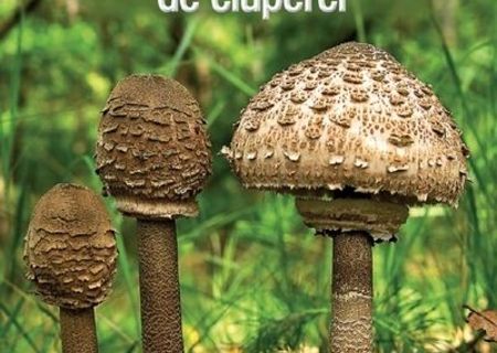 Ghidul culegatorului de ciuperci