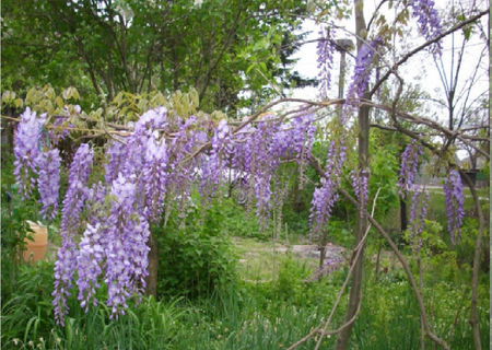 GLICINA-SALCAM ALBASTRU-VISTERIA